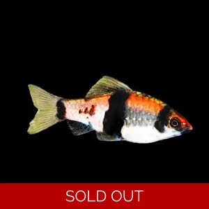 Haludaria / fasciata (melon barb)