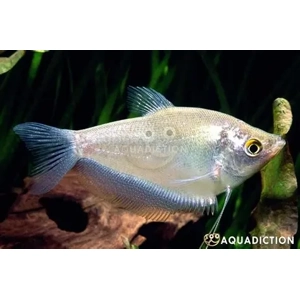 Moonlight Gourami