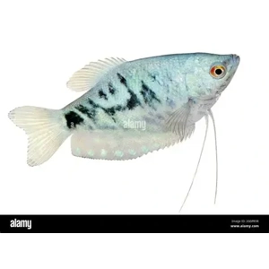 Opaline Gorarmi