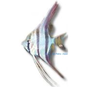 Pterophyllum / altum (Orinoco)