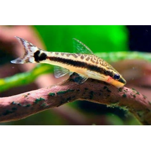 Otocinclus / affinis Oto