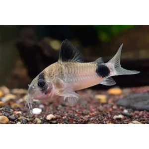 Panda Cory