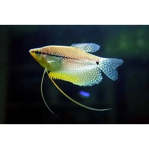 Pearl Gourami