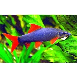 Rainbow Shark