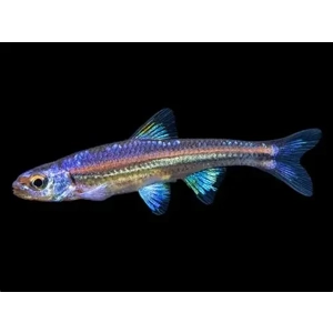 Rainbow shiner Rainbow shiner