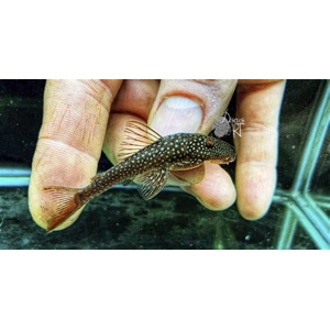 Lasiancistrus sp. (L178)