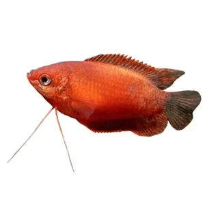 Honey Dwarf Gourami Red Honey Dwarf Gourami Red