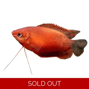 Honey Dwarf Gourami Red
