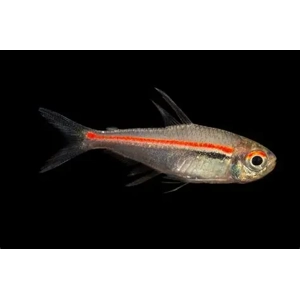 Red-Line Tetra
