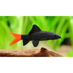 Red Tail Black Shark