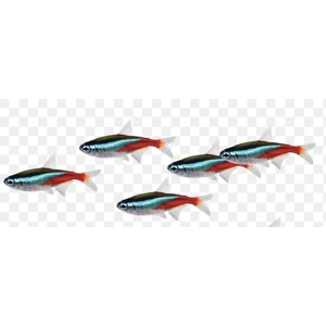 Neon tetras