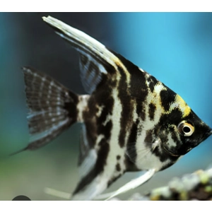 Marble angelfish