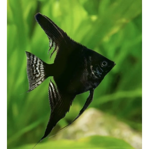 Black angel fish