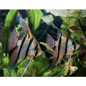 Rio angel fish