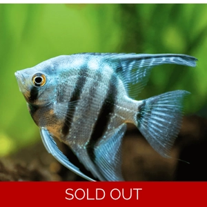 Blue angelfish
