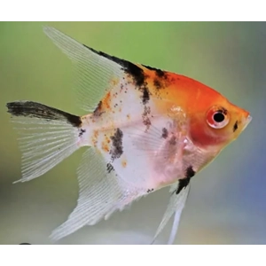 Koi full orange angelfish