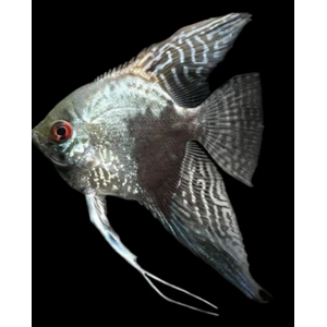 Piony smoke angelfish