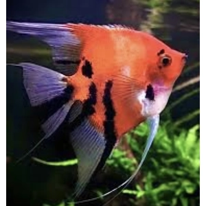 Red devil angelfish Red devil angelfish