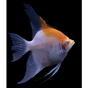 Red cap angelfish