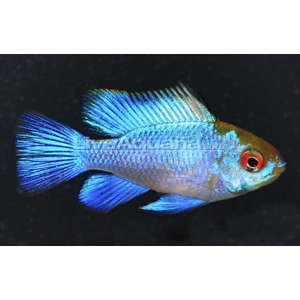 Electric Blue ram
