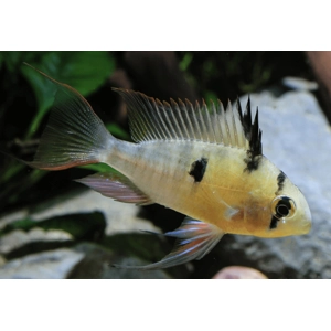 Bolivian ram Bolivian ram
