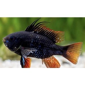 Black ram