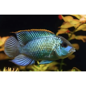 Neon blue accara