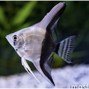 Bi coloured angelfish