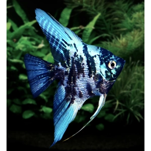 Marble blue long fin angel