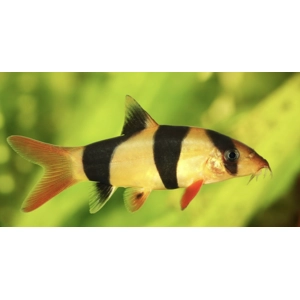 Clown loach