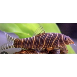 Zebra loach