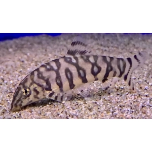 Yoyo loach