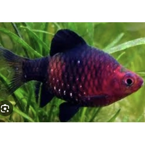 Ruby barb