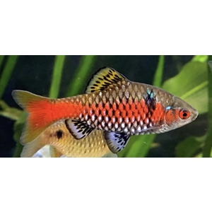 Odessa barb