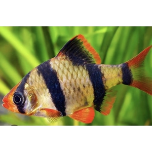 Tiger barb