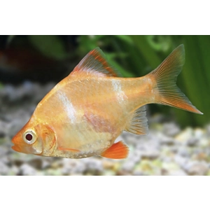 Albino tiger barb