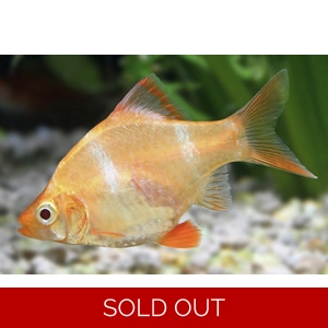 Albino tiger barb