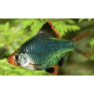 Green tiger barb