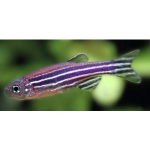Zebra danio