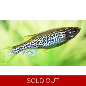 Leopard danios