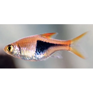 Harlequin rasobora