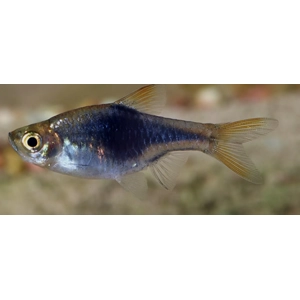 Black harlequin rasbora