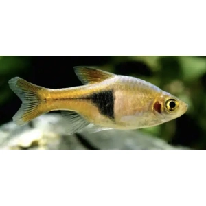 Gold harlequin rasboras