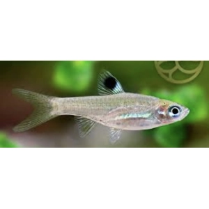 Green eye rasboras