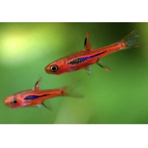 Mosquito (chilli) rasbora