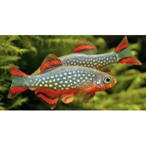 Galaxy rasboras