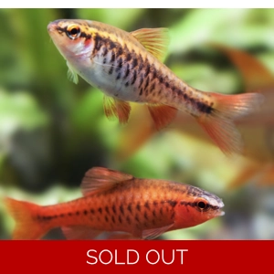 Cherry barb