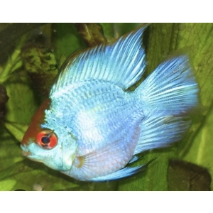 Electric blue balloon ram
