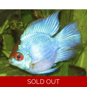 Electric blue balloon ram