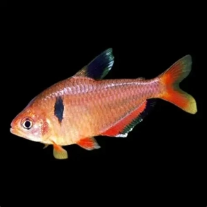 Serpae Tetra Serpae Tetra